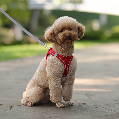 Conjunto de arnés y correa ajustables PawComfort™ para perros pequeños y cachorros